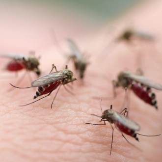 Controle de cupins e descupinização profissional no Rio de Janeiro - Simpla Dedetizadora